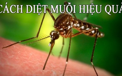 1001 biện pháp đuổi muỗi an toàn cho gia đình bạn