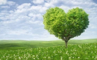 5 loại rau xanh giúp tăng cường sức khoẻ tim mạch