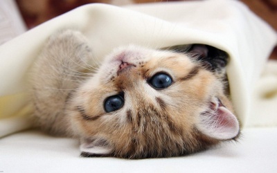 Tử vi 12 cung hoàng đạo thứ Năm (30/3/2017)