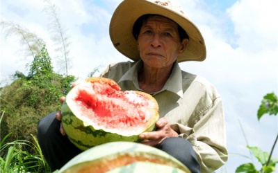 Dưa hấu còn 1.000 đồng/kg, huyện lập đường dây nóng giải cứu