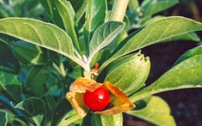 Nhân sâm Ấn Độ là giải pháp giúp chống mất ngủ tốt?