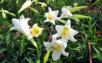 Thời tiết 10 ngày đầu tháng 4 như thế nào?