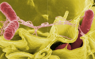 Bệnh thương hàn tấn công nhiều người Sài Gòn