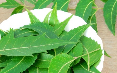 Vì sao lá neem tốt trong điều trị mụn trứng cá?