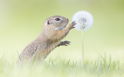 Vẻ đẹp kỳ diệu của cuộc sống thiên nhiên hoang dã qua ảnh Sony 2017