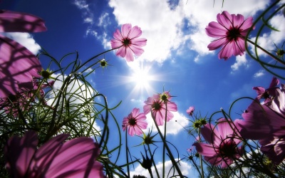 Tử vi 12 cung hoàng đạo Chủ nhật (9/4/2017)