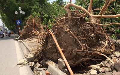 Nhiều cây xanh lớn ở Hà Nội đổ lòi ra không có rễ