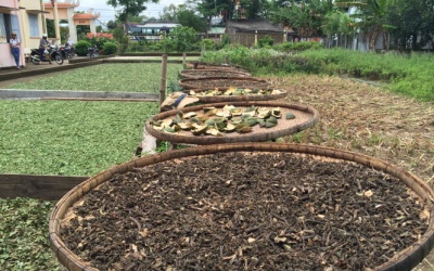 Lỡ nhiễm chì, giải độc bằng cách nào?