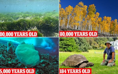 Chiêm ngưỡng những loài sinh vật sống có tuổi thọ cao nhất Trái đất