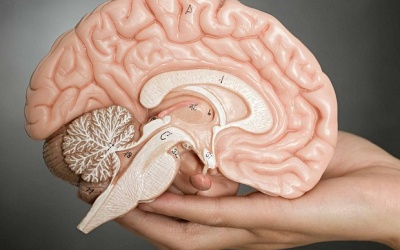 Phát hiện mới thay đổi hoàn toàn suy nghĩ về cách bộ não hoạt động