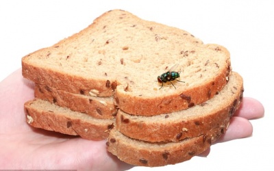 Điều gì xảy ra khi một con ruồi đậu lên thực phẩm?