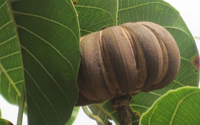 Vì sao ăn hạt cây ngô đồng lại bị ngộ độc?