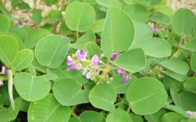 Có nên dùng kim tiền thảo để trị sỏi thận không? 