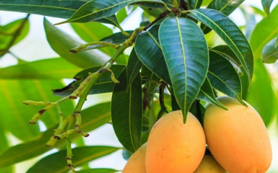 Lá xoài giúp đánh bay đái tháo đường, sỏi thận