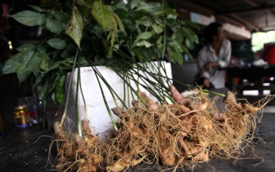 'Thần dược' chữa bách bệnh trên dãy Trường Sơn