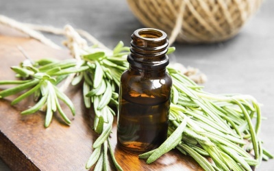 Lá hương thảo giúp trẻ ghi nhớ tốt hơn