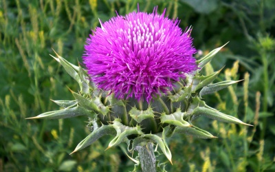 Lợi ích chữa bệnh của cây kế sữa