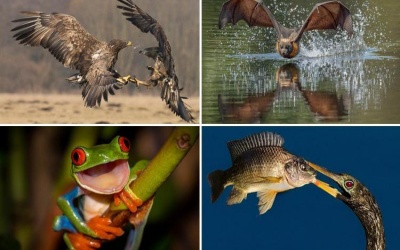 Chiêm ngưỡng 13 khoảnh khắc kỳ diệu của thế giới động vật hoang dã