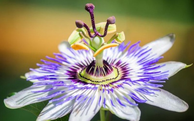 Phương pháp tự nhiên giúp giảm co giật ở trẻ bị Tourette