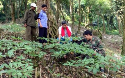 9.000 tỷ đồng để phát triển sâm Ngọc Linh