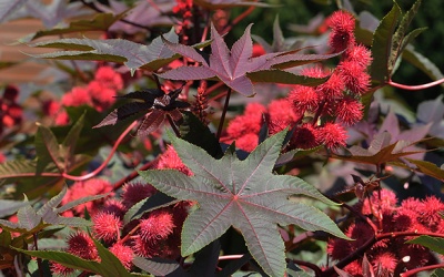 Ăn quả thầu dầu, 5 học sinh bị ngộ độc