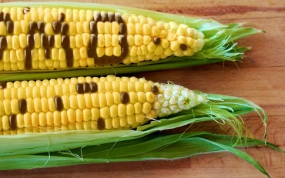 Chiến dịch “định hướng dư luận” của FDA về thực phẩm biến đổi gene