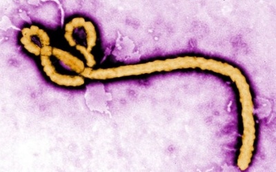 WHO: Ebola bùng phát ở Cộng hòa dân chủ Congo, 3 người tử vong