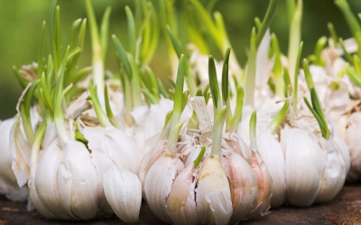 Có nên ăn tỏi mọc mầm không?