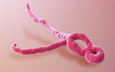 HOT: Phát hiện 2 kháng thể người đầu tiên chống được 5 chủng virus Ebola