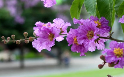 Thời tiết cả nước 10 ngày cuối tháng 5 như thế nào?