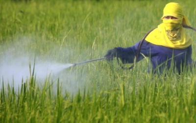 Sức khỏe bị ảnh hưởng ra sao nếu tiếp xúc nhiều với thuốc bảo vệ thực vật?