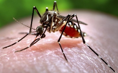 Muỗi lây lan virus Zika có thể lan truyền nhiều loại virus nguy hiểm khác