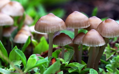 Hoạt chất trong nấm ma thuật có thể tốt cho những người bị trầm cảm