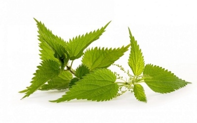 5 công dụng đối với sức khỏe của cây tầm ma