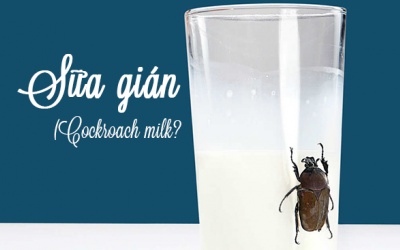 Sữa gián - 4 lợi ích vượt trội cho sức khỏe