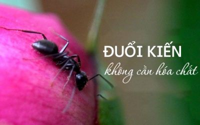 Mẹo đuổi kiến trong nhà mà không cần dùng hóa chất