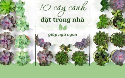 Muốn ngủ ngon - đặt ngay 10 cây cảnh này trong phòng ngủ