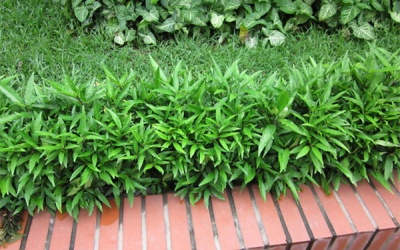 HOT: Cây cảnh trồng nhiều ở Việt Nam chứa hợp chất kháng HIV mạnh hơn cả thuốc AZT