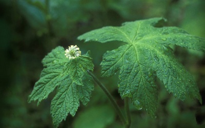 6 thảo dược tự nhiên là cứu tinh cho người bị sốt xuất huyết