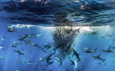 Những bức ảnh chiến thắng cuộc thi ảnh thế giới tự nhiên Big Picture 2017