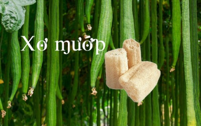 Xơ mướp - bí quyết làm đẹp dân dã