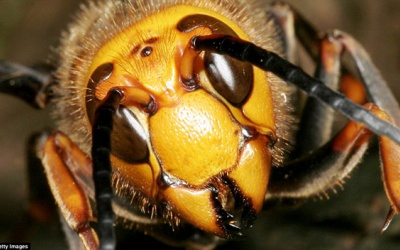 Cận cảnh những loài động vật nguy hiểm nhất Trái đất