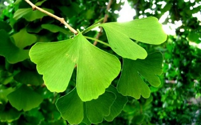 Tác dụng phụ của ginkgo bibola