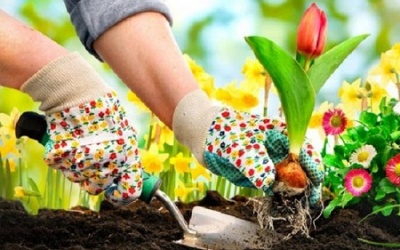 Muốn giảm nguy cơ ung thư vú, hãy làm vườn!