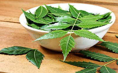 Lá neem có tác dụng gì trong điều trị mụn trứng cá?