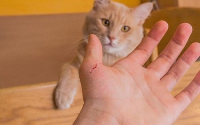 Bị mèo cắn, một phụ nữ bất ngờ tử vong