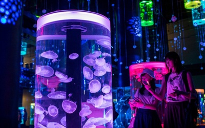 Người Nhật đang sống trong một 'thế giới tương lai' như thế nào?