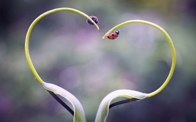 Tử vi 12 cung hoàng đạo thứ Tư (2/8/2017)
