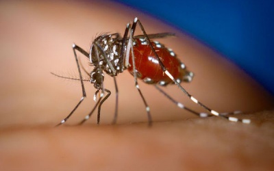 5 điều nên làm khi bị sốt xuất huyết theo lời khuyên của bác sỹ