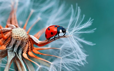 Tử vi 12 cung hoàng đạo thứ Sáu (11/8/2017)